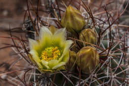 Sclerocactus whipplei (Engelm. & J. M. Bigelow) Britton & Rose resmi