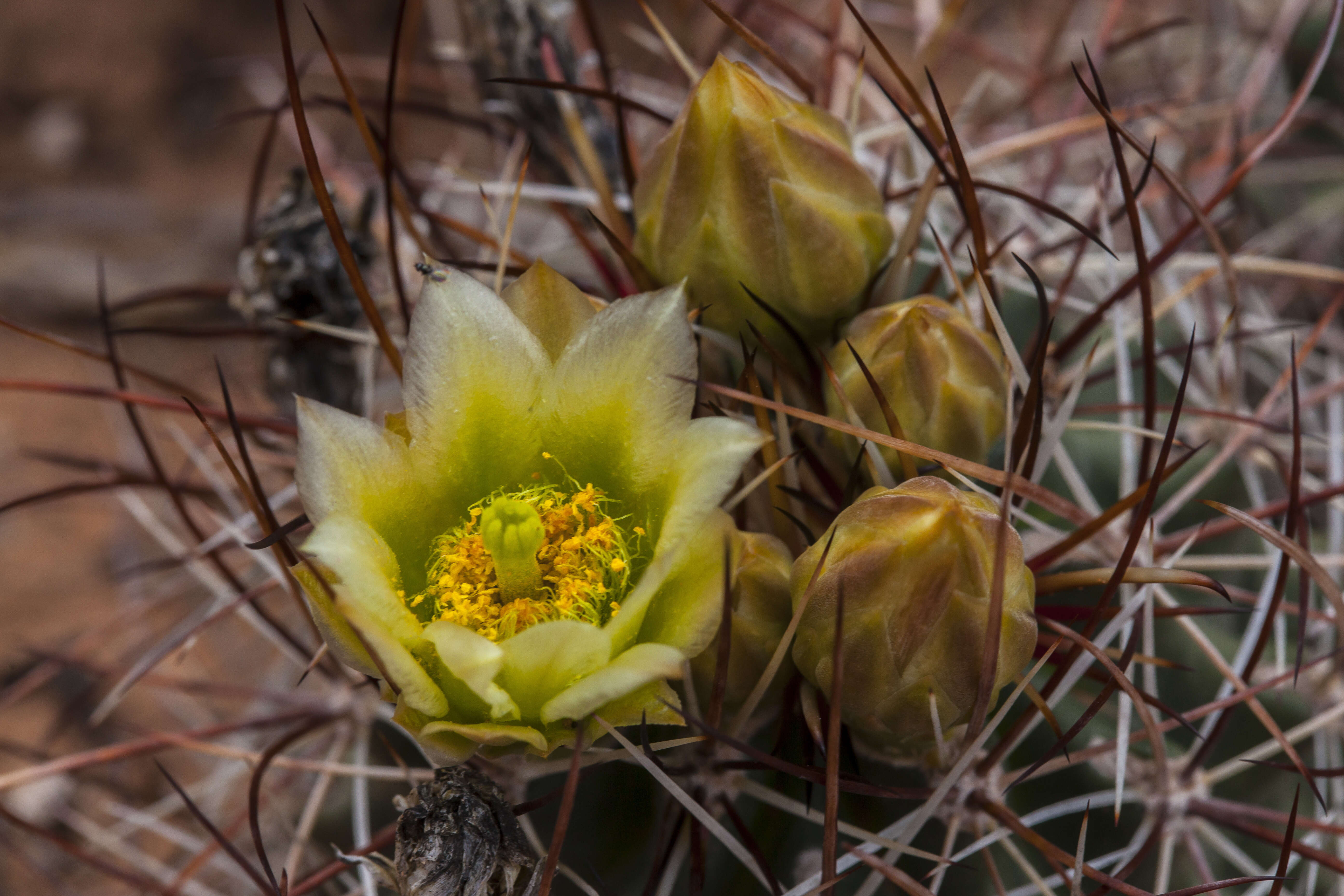 صورة Sclerocactus whipplei (Engelm. & J. M. Bigelow) Britton & Rose