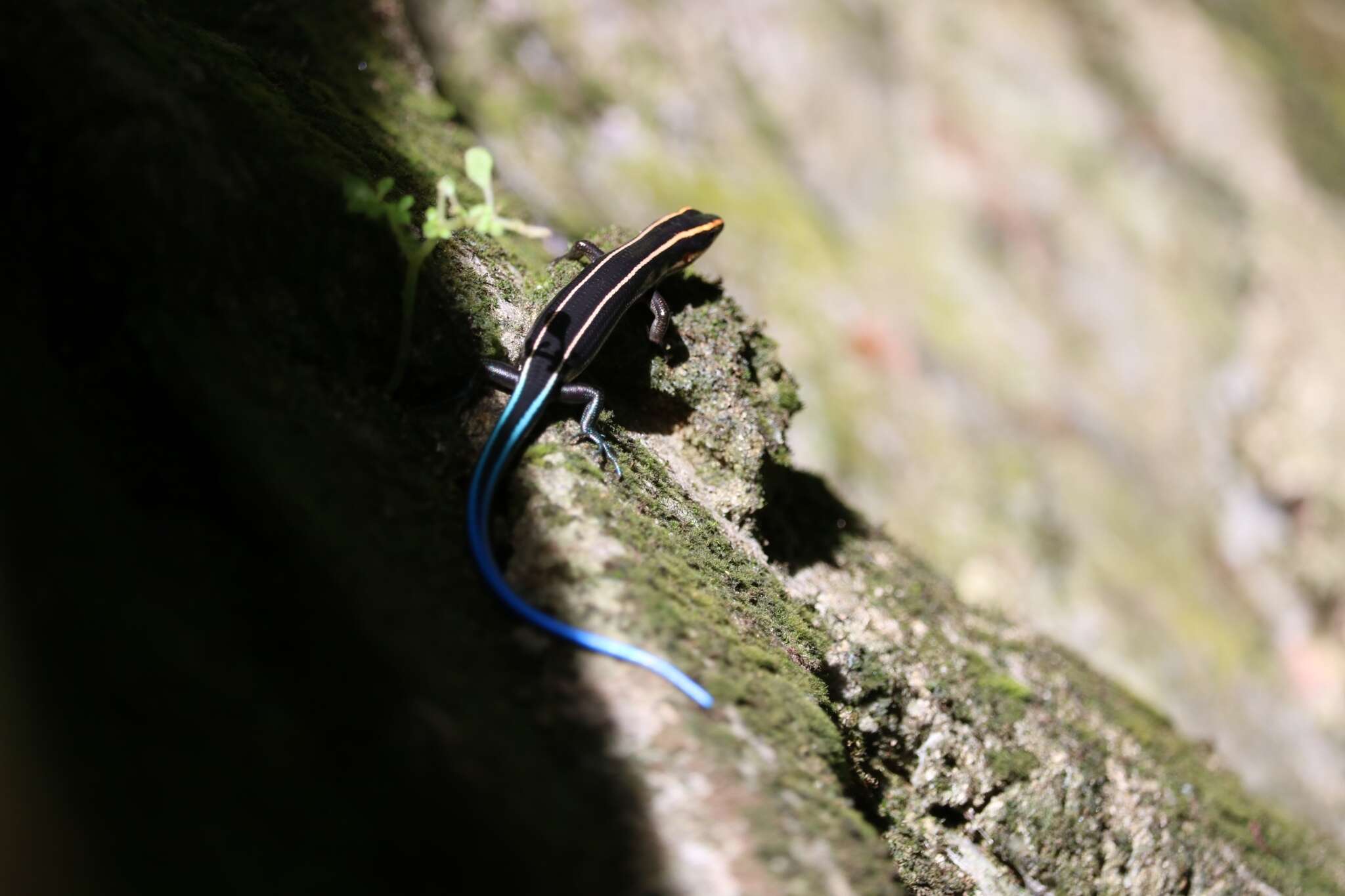 Image of Four-striped Skink