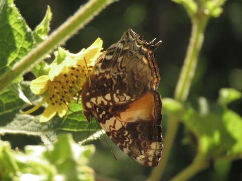 Image of Hypanartia godmanii Bates 1864