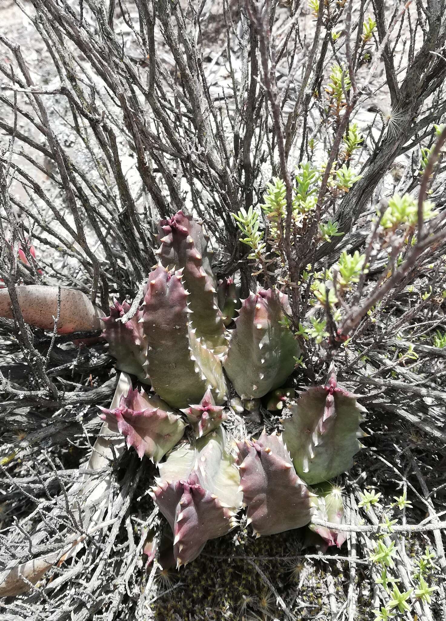 Image de Ceropegia arida (Masson) Bruyns