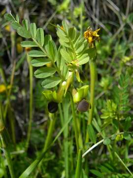 Imagem de Vicia melanops Sibth. & Sm.