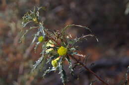 Image of Banksia acanthopoda (A. S. George) A. R. Mast & K. R. Thiele