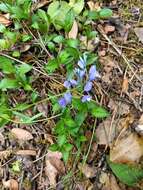 Image of Chalk milkwort