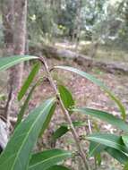 Image of Symplocos harroldii L. W. Jessup