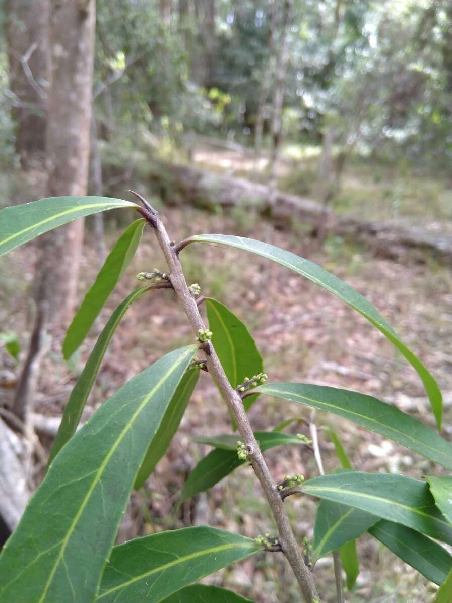 Image of Symplocos harroldii L. W. Jessup