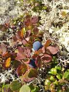 Vaccinium uliginosum subsp. microphyllum Lange的圖片