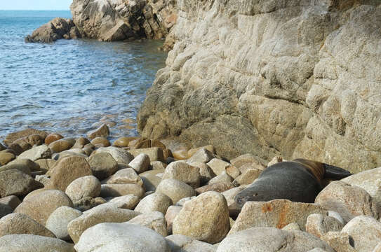 Image of Antipodean Fur Seal