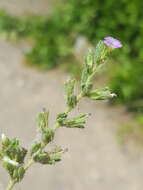 Image of seaside petunia