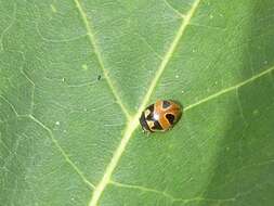 Image of Coccinella hieroglyphica kirbyi Crotch 1874