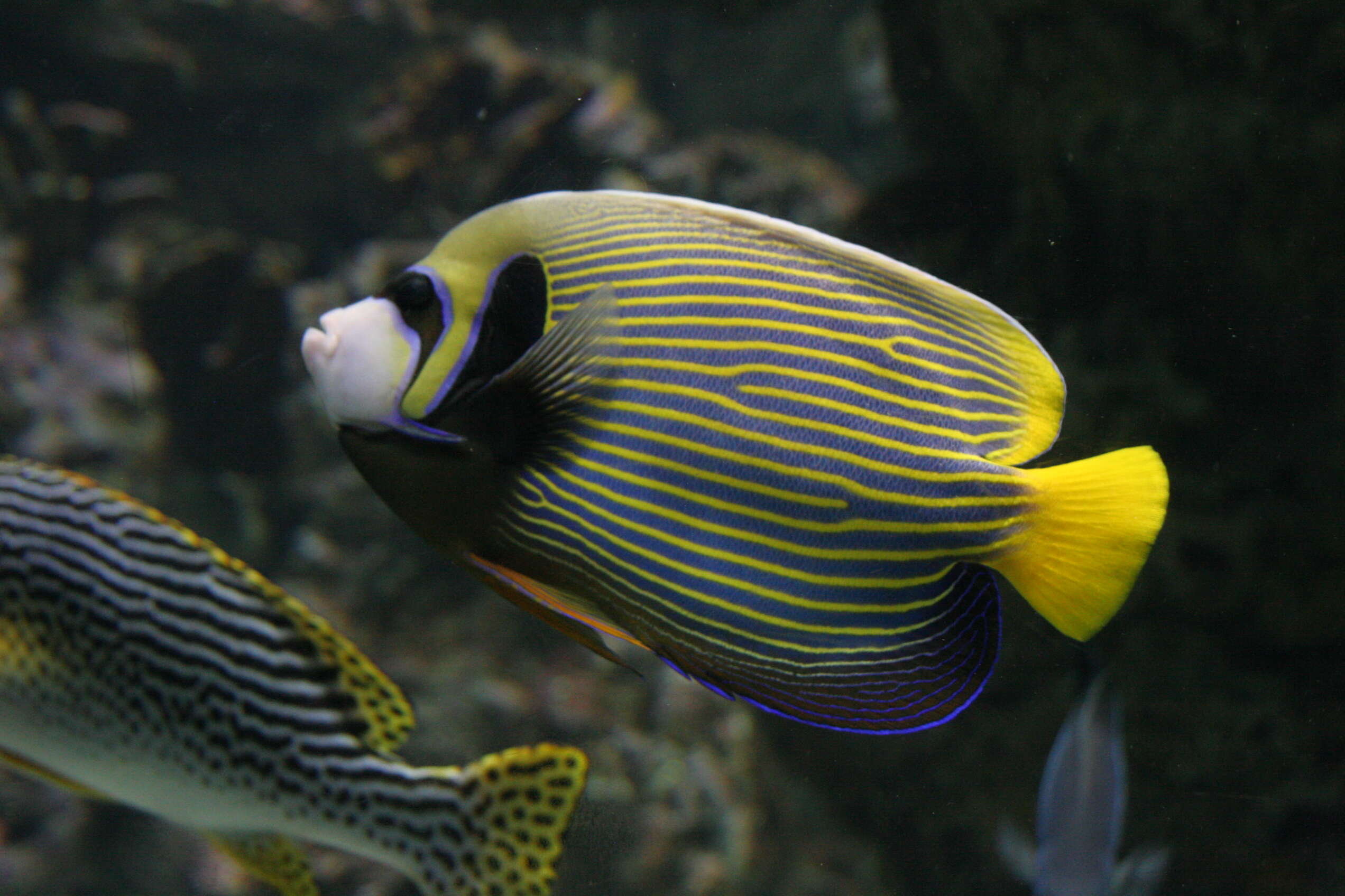 Image of Angelfish