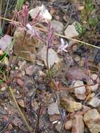 Image of Pelargonium caledonicum L. Bolus