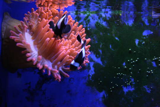 Image of Saddleback clownfish