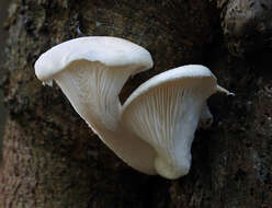 Image of Pleurotus dryinus (Pers.) P. Kumm. 1871