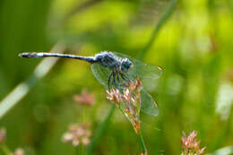 Слика од Micrathyria longifasciata Calvert 1909