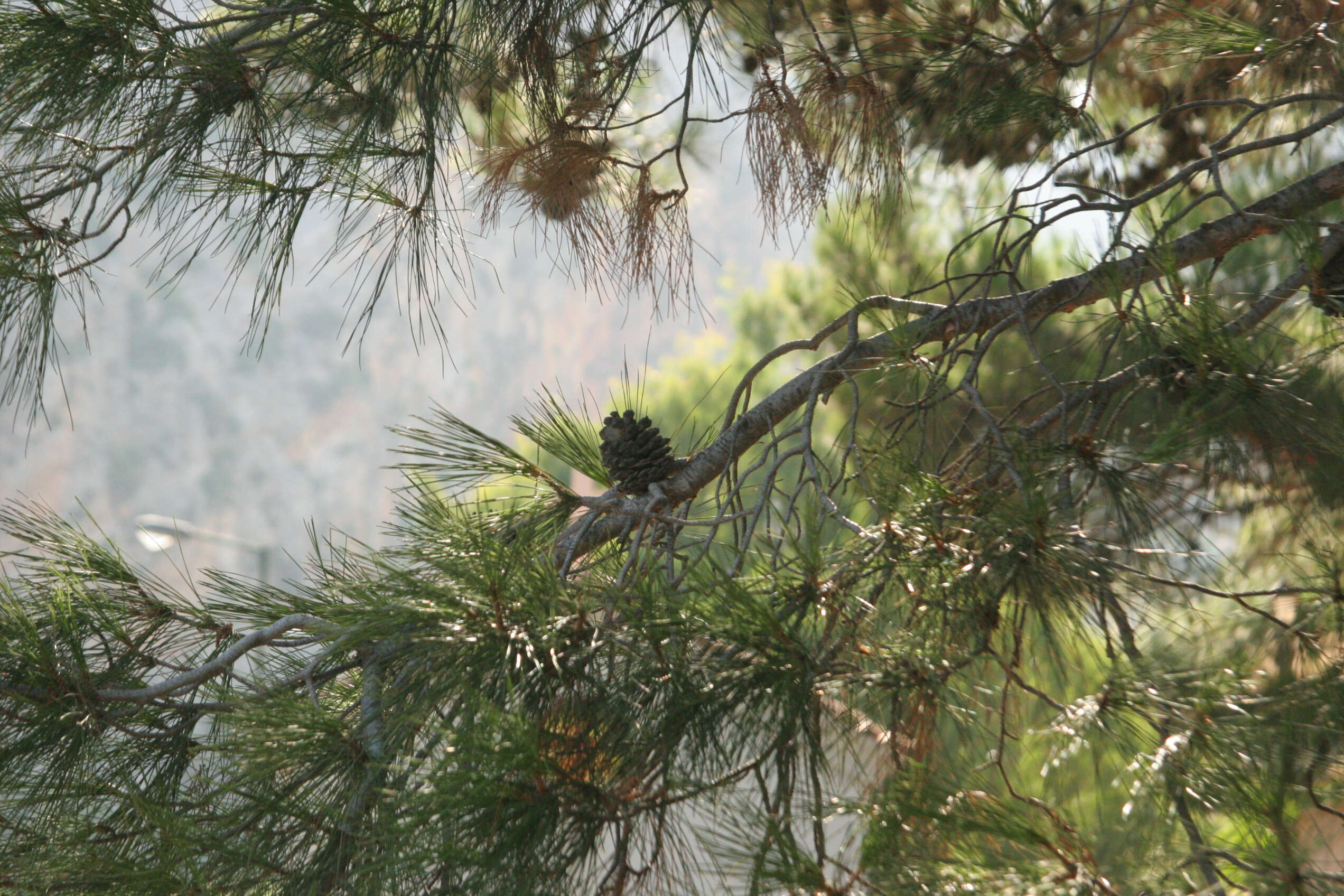 Image of Brutia Pine