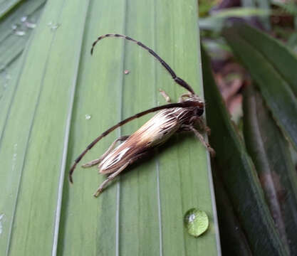 Слика од Recchia hirticornis (Klug 1825)