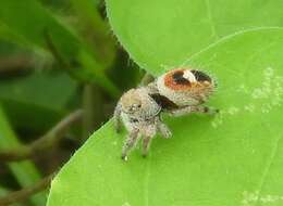 Image of Phidippus pacosauritus