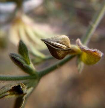 Image of Carlowrightia neesiana (Schauer ex Nees) T. F. Daniel