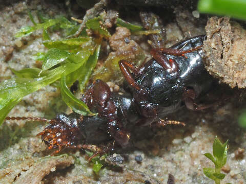 Image of Ground beetle