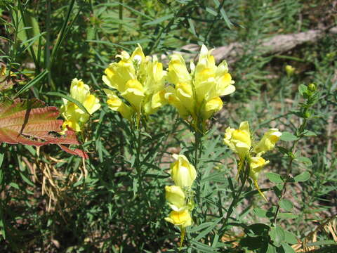 Image of Common Toadflax