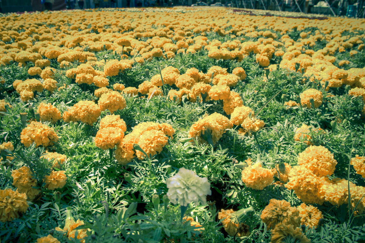 Image of French marigold