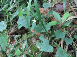 Image of Zehneria japonica (Thunb.) H. Y. Liu