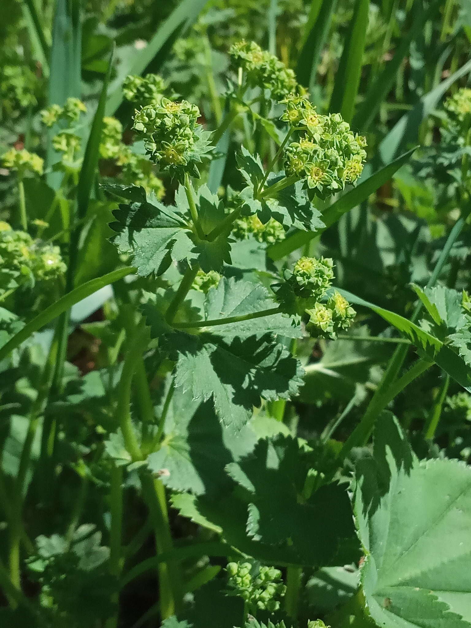 Image of Alchemilla devestiens Juz.