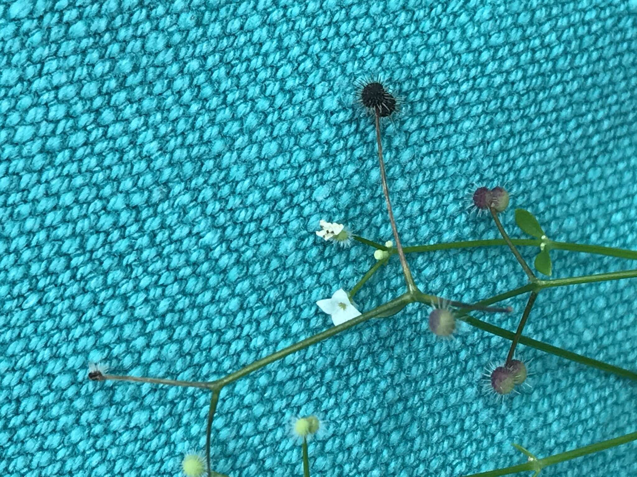 Image of Round-leaved Bedstraw