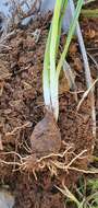 Image of Muscari baeticum Blanca, Ruíz Rejón & Suár.-Sant.