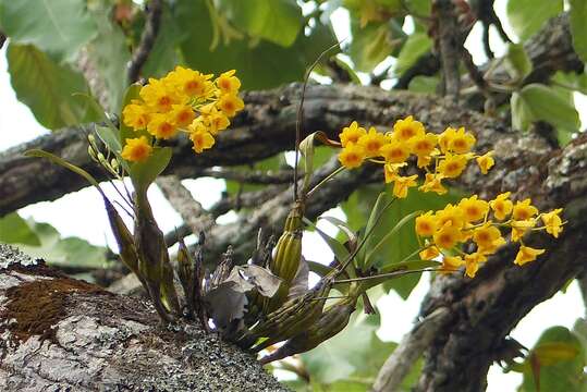 صورة Dendrobium chrysotoxum Lindl.