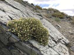 Image of whiteflower goldenbush