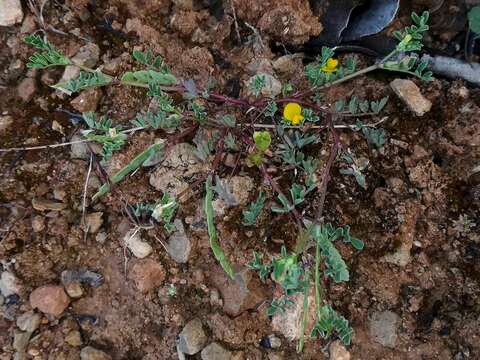 Image of Hippocrepis biflora Spreng.