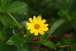 Image of Bay Biscayne creeping-oxeye