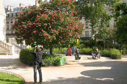 Image of red horse-chestnut