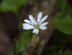 Image of Stellaria flaccida Hook.