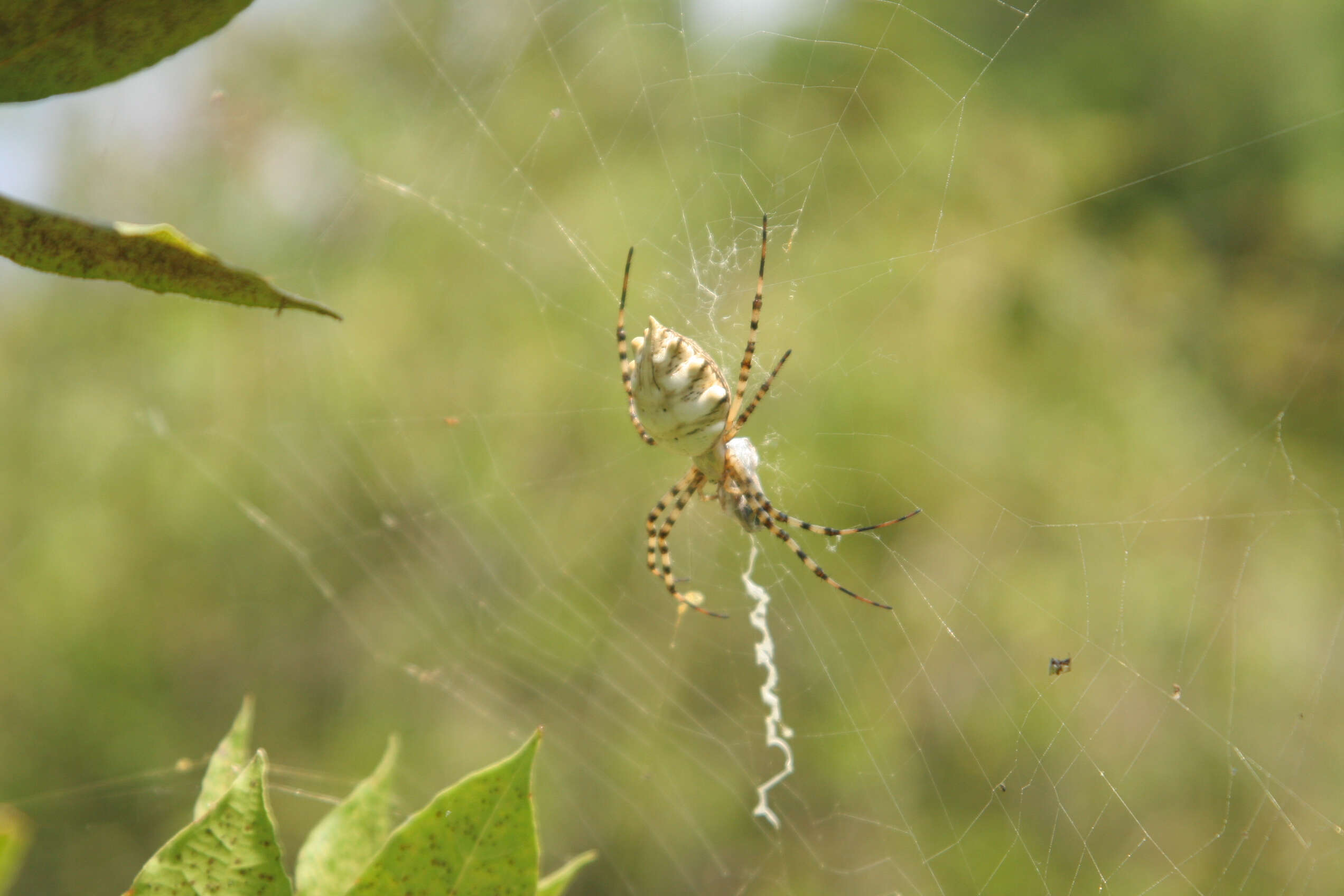 Image of Argiope lobata (Pallas 1772)