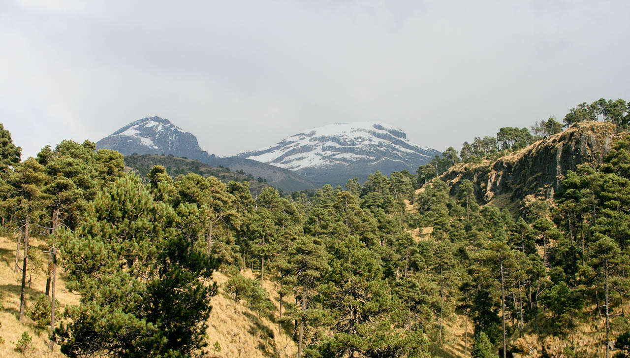 Image of Hartweg's Pine