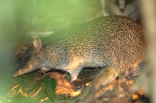 Image of Northern Brown Bandicoot