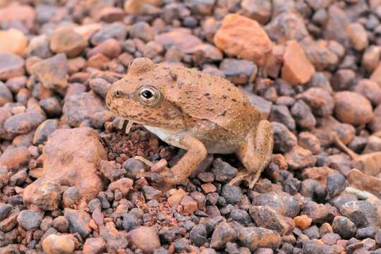 Image of Ranoidea occidentalis (Anstis, Price, Roberts, Catalano, Hines, Doughty & Donnellan 2016)