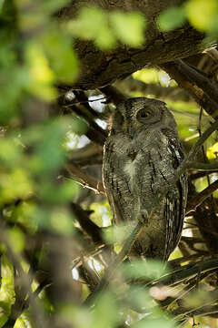 Image of Indian Scops Owl