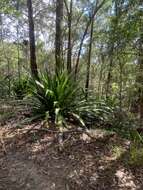 Doryanthes excelsa Corrêa resmi