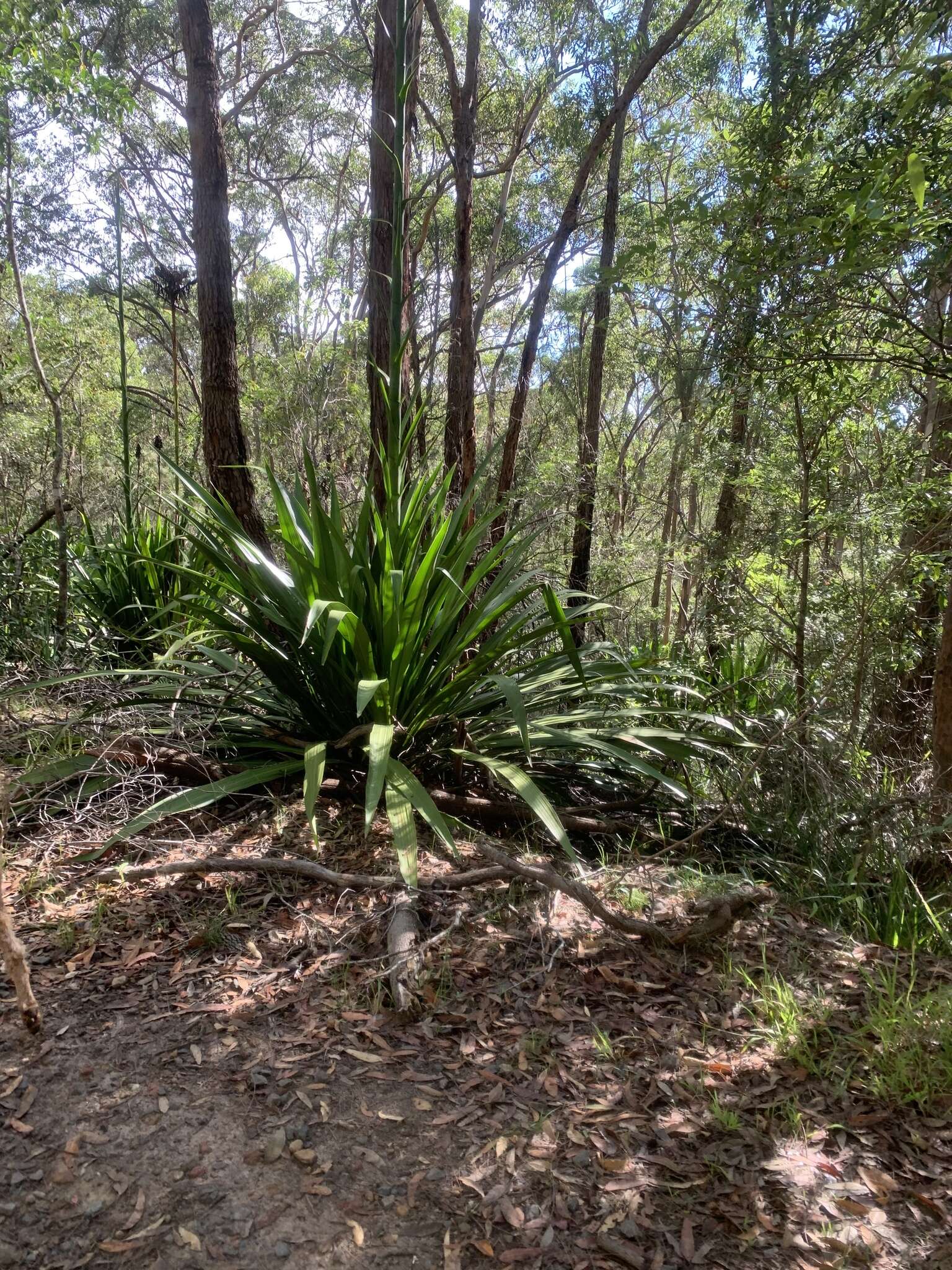 Doryanthes excelsa Corrêa resmi