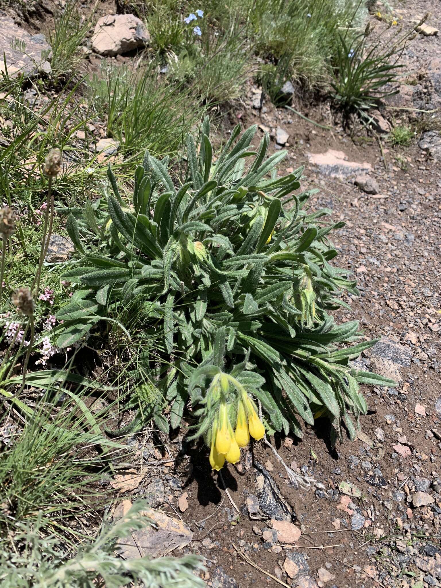 Image of Onosma caucasicum subsp. caucasicum