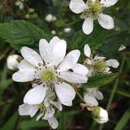 Image of Rubus scissus W. C. R. Watson