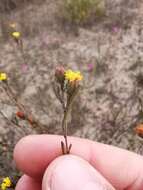 Imagem de Marasmodes defoliata S. Ortiz