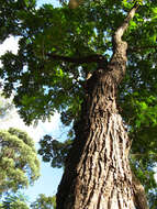 Image of Cedar