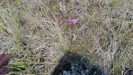 Tulbaghia violacea subsp. violacea resmi