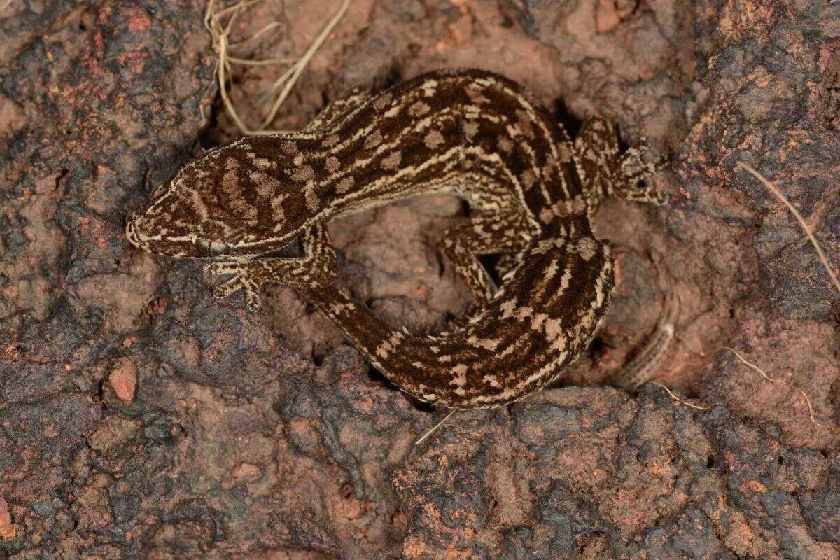 Image of Hemidactylus sataraensis Giri & Bauer 2008