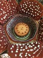 Image of Rafflesia lagascae Blanco